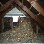 Greenville, MI starling nest in attic